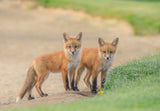 Red Fox Brothers Poster och Canvastavla