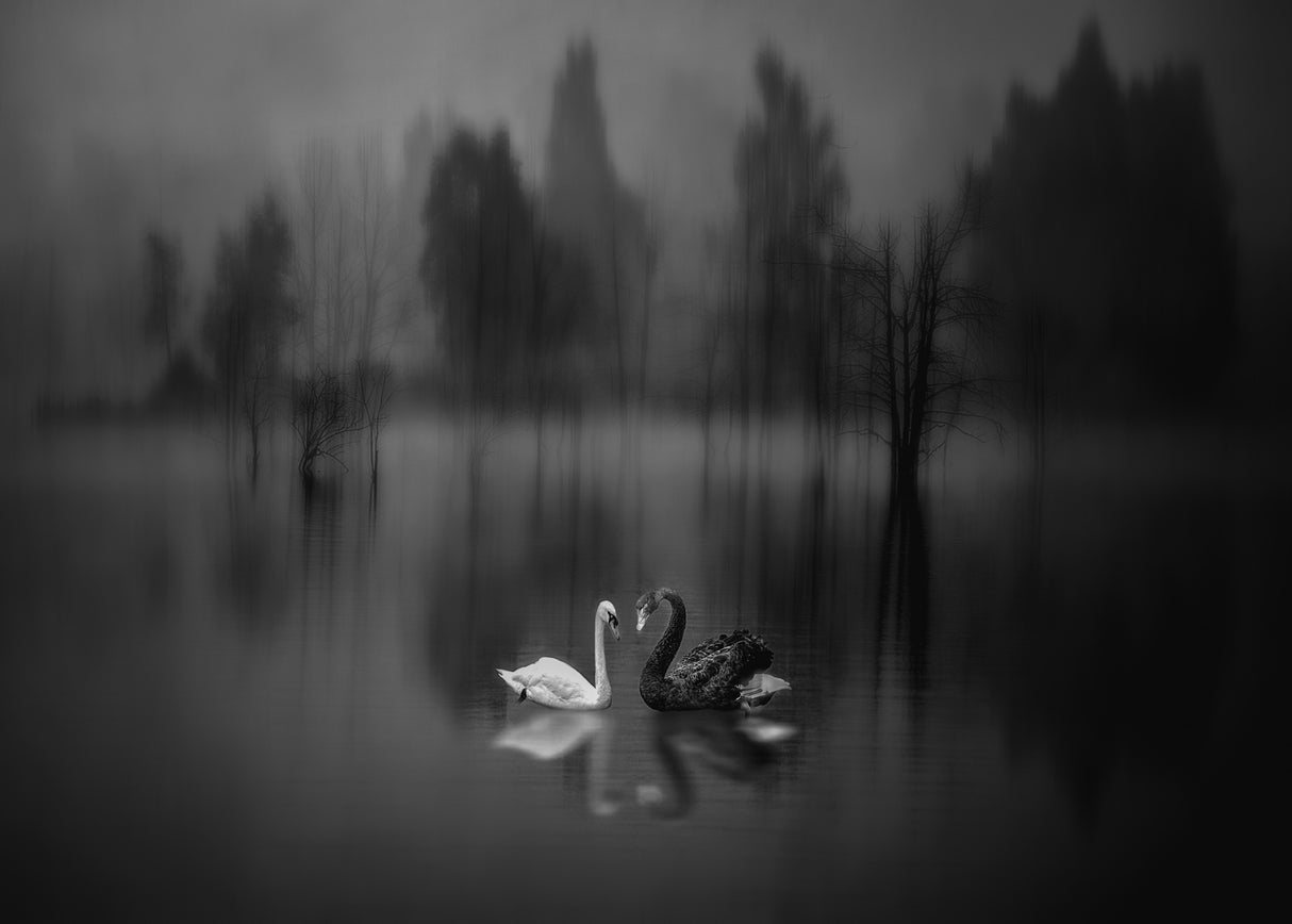 Swan Lake Poster och Canvastavla