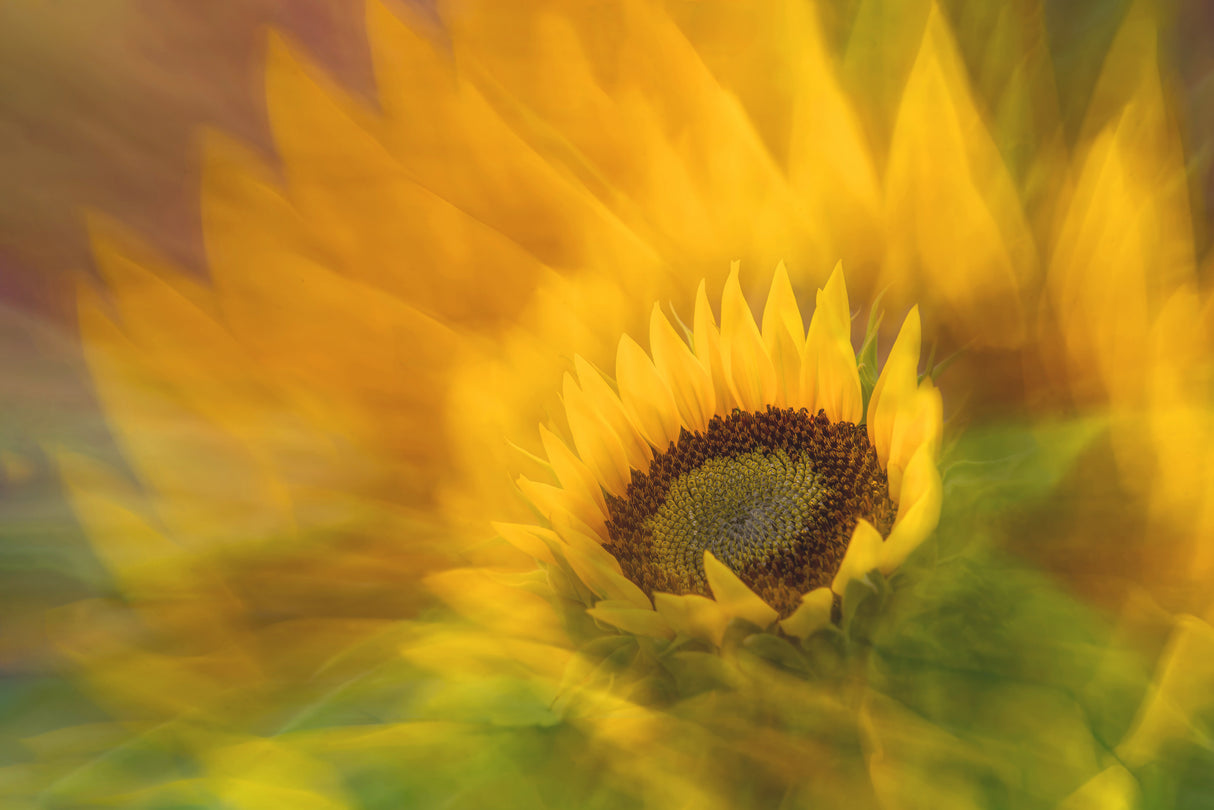 Sunflower (Helianthus) Poster och Canvastavla