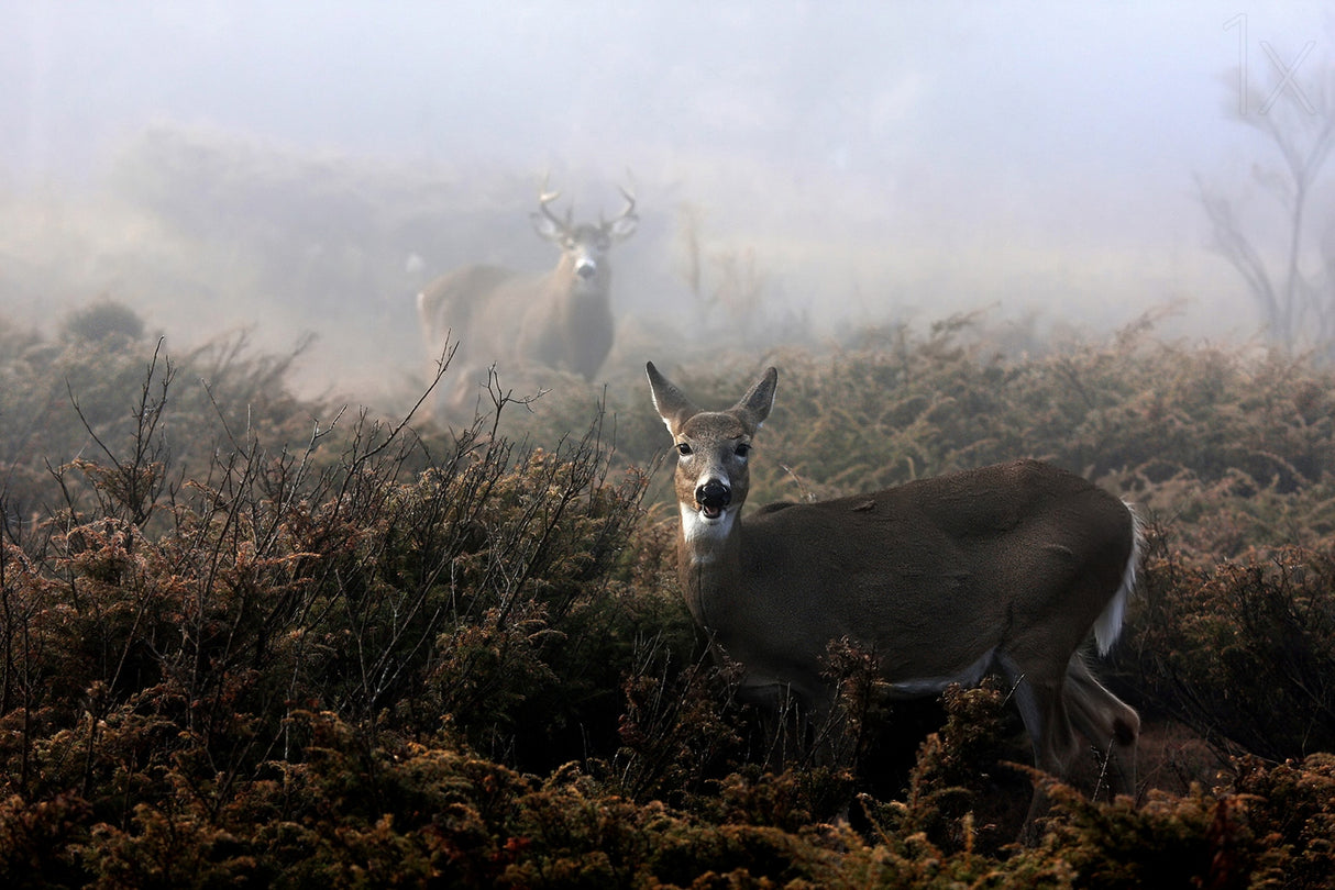 The rut in on - White-tailed deer Poster och Canvastavla