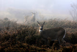The rut in on - White-tailed deer Poster och Canvastavla
