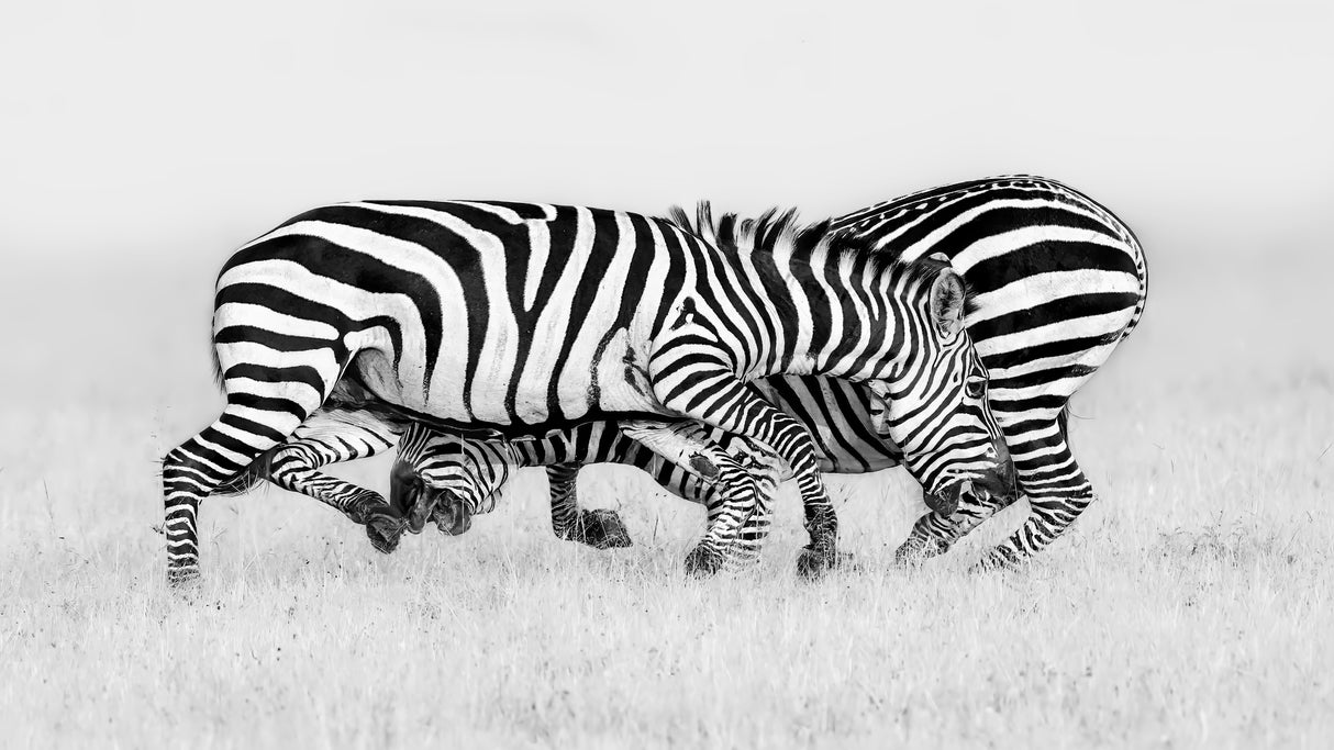 Zebra Wrestling Poster och Canvastavla