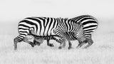 Zebra Wrestling Poster och Canvastavla