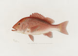Red Snapper Poster och Canvastavla