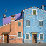The small house color dog Poster och Canvastavla