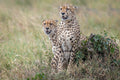 For love of cheetahs Poster och Canvastavla