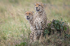 For love of cheetahs Poster och Canvastavla
