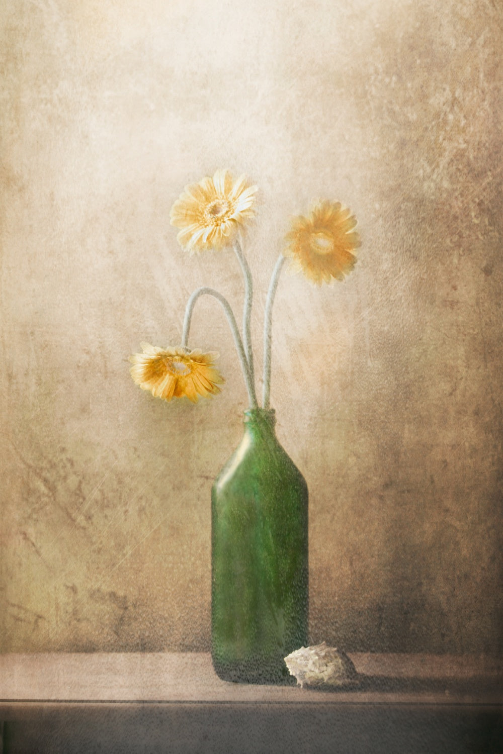 Daisies Poster och Canvastavla
