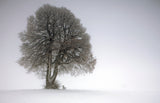 Winter tree Poster och Canvastavla
