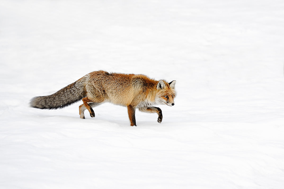 foxy Poster och Canvastavla