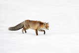 foxy Poster och Canvastavla