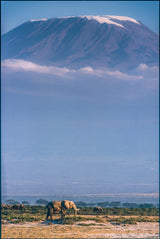 Kilimanjaro and the quiet sentinels Poster och Canvastavla