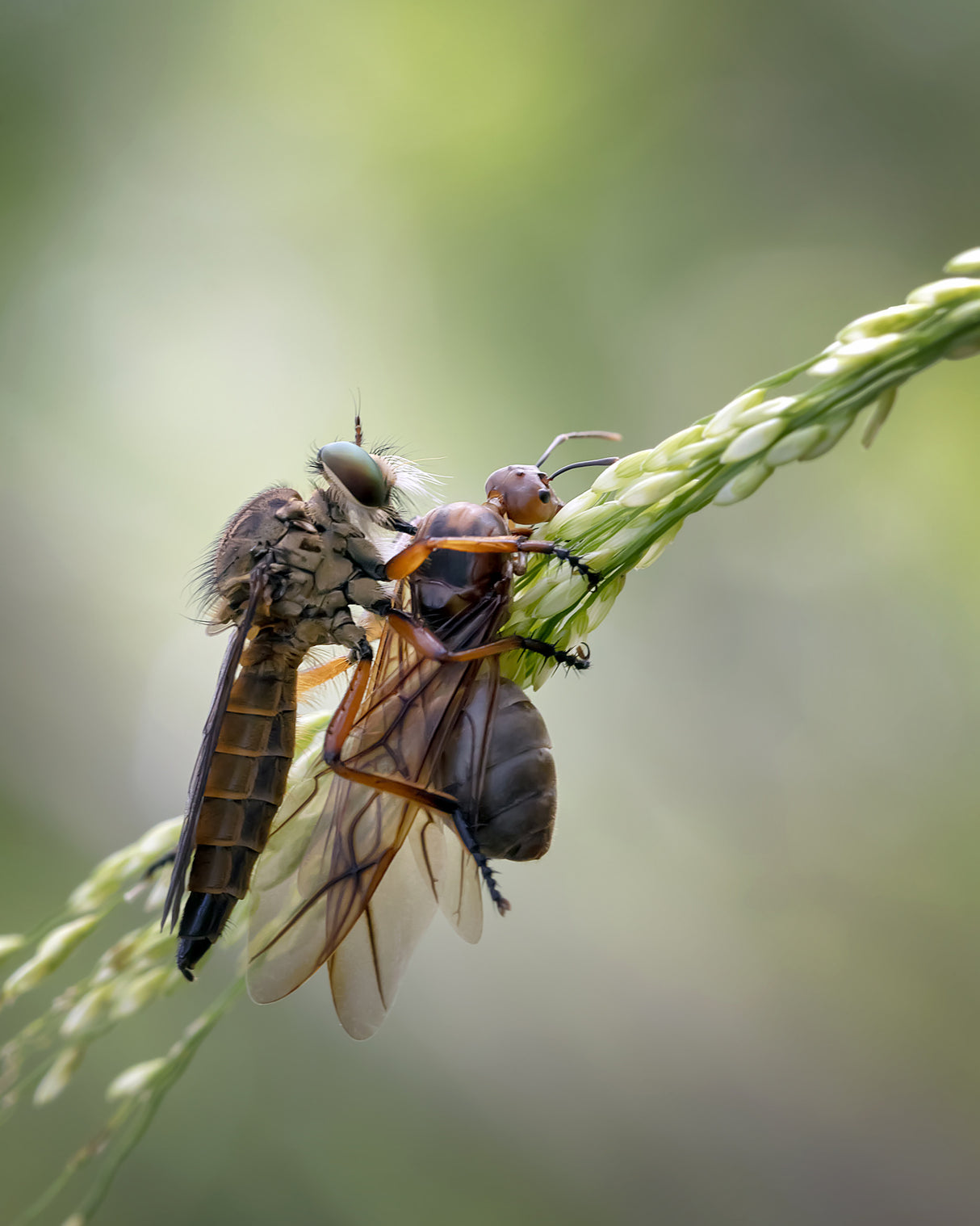 Asilidae and Its Prey Poster och Canvastavla