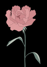 Peony 01 Poster och Canvastavla