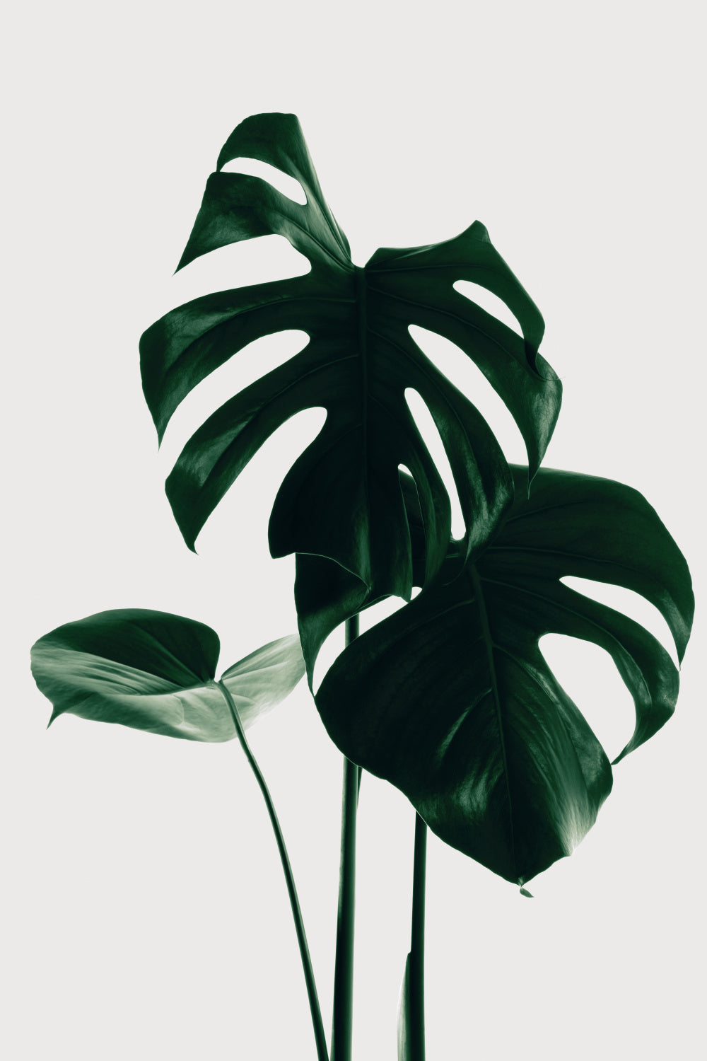 Monstera Natural 29 Poster och Canvastavla