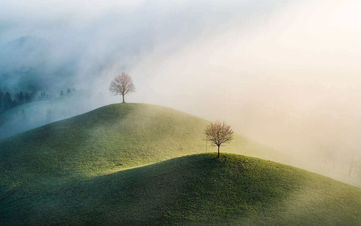 Trees on the hill Poster och Canvastavla