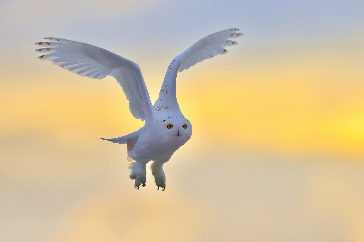 Snowy Owl Poster och Canvastavla