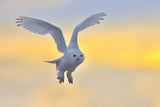 Snowy Owl Poster och Canvastavla