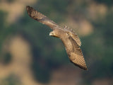 Red-tailed Hawk Poster och Canvastavla