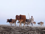 Home is where the Herd is Poster och Canvastavla