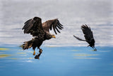 Crow Intercepting Bald Eagle Poster och Canvastavla