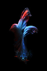 Betta Fish - Betta Flowers Poster och Canvastavla