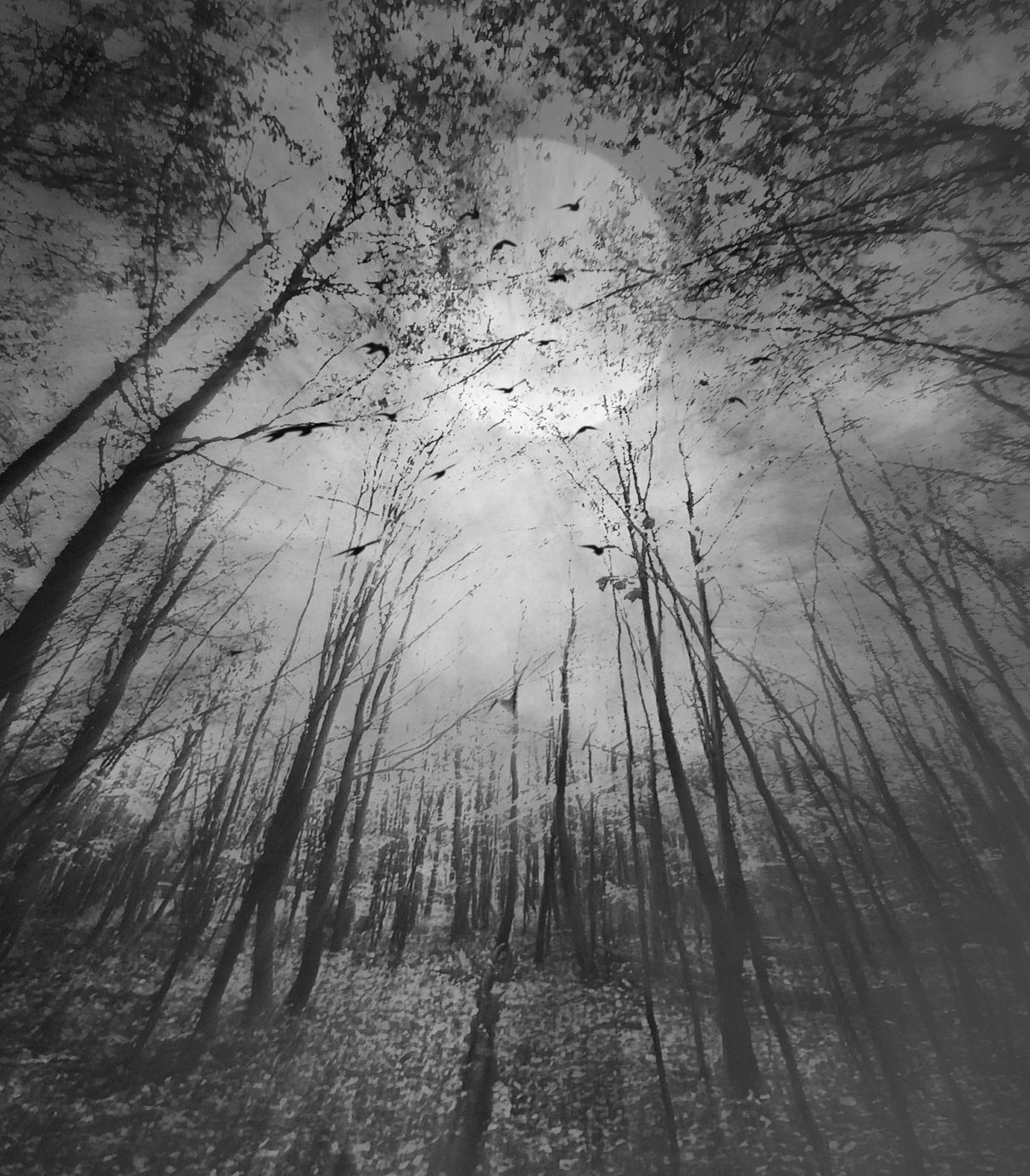 Autumn Dreams... Poster och Canvastavla
