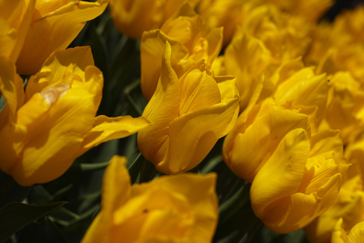 colorful tulips Poster och Canvastavla