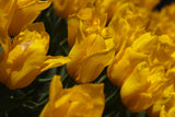 colorful tulips Poster och Canvastavla