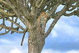 Looking for prey Poster och Canvastavla