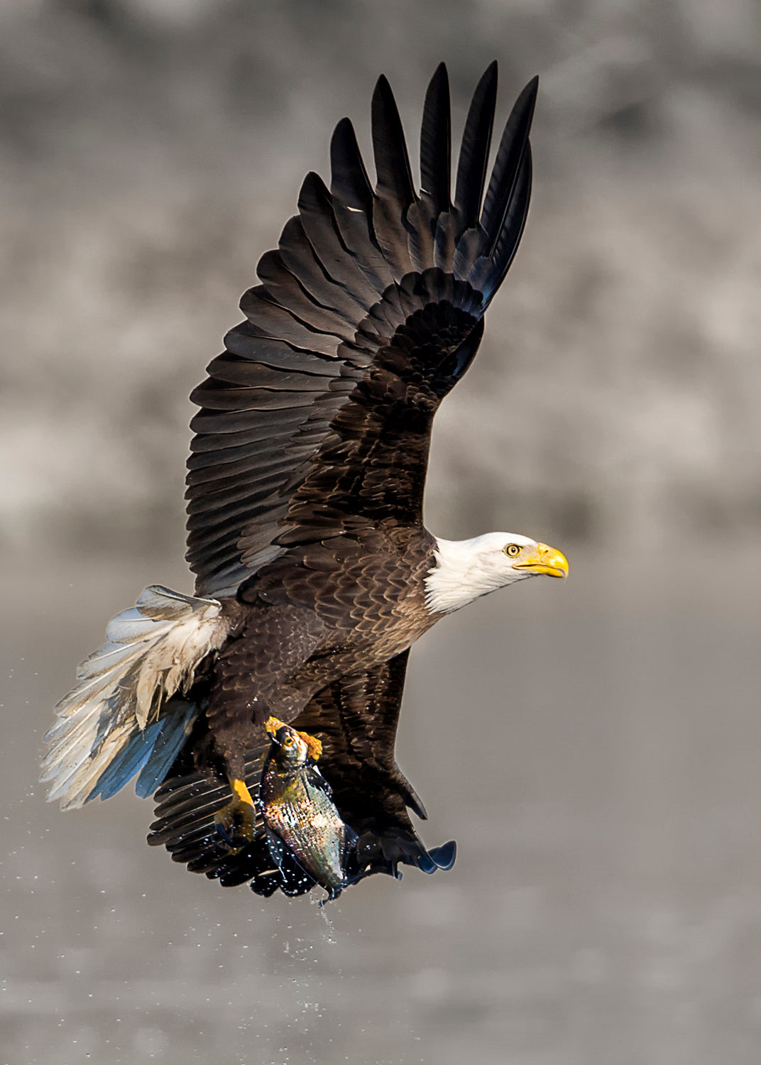 BaldEagle-7 Poster och Canvastavla