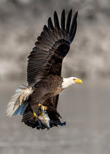 BaldEagle-7 Poster och Canvastavla