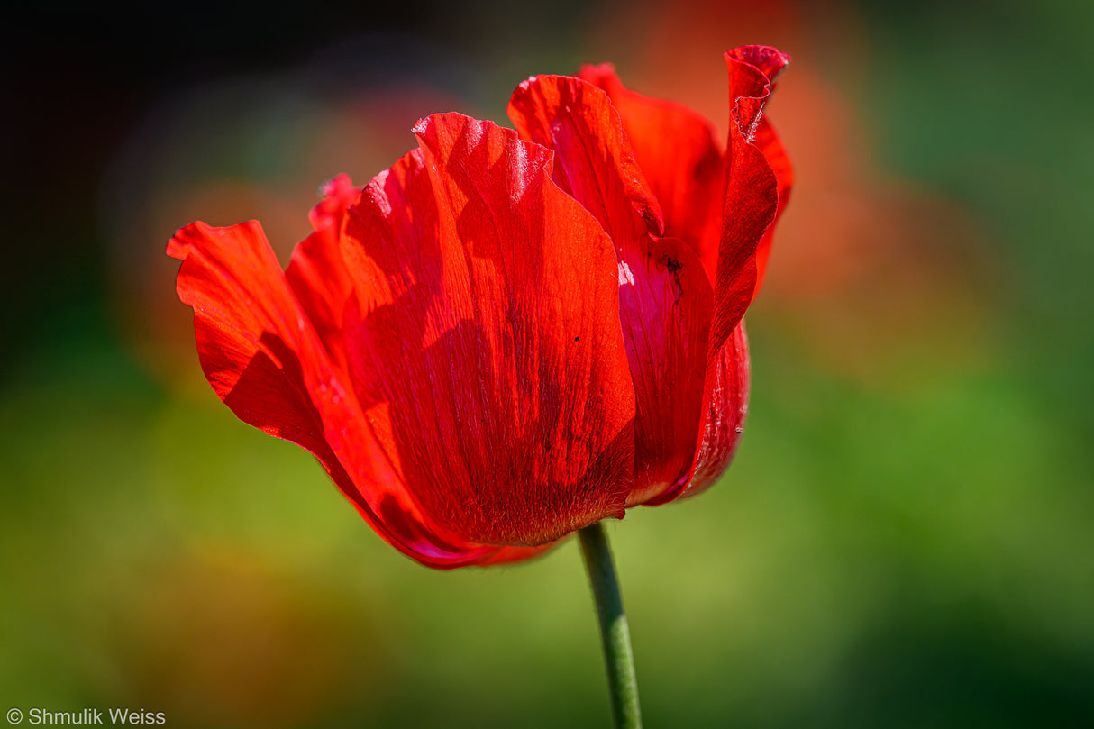 Red Anemone Poster och Canvastavla