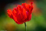 Red Anemone Poster och Canvastavla
