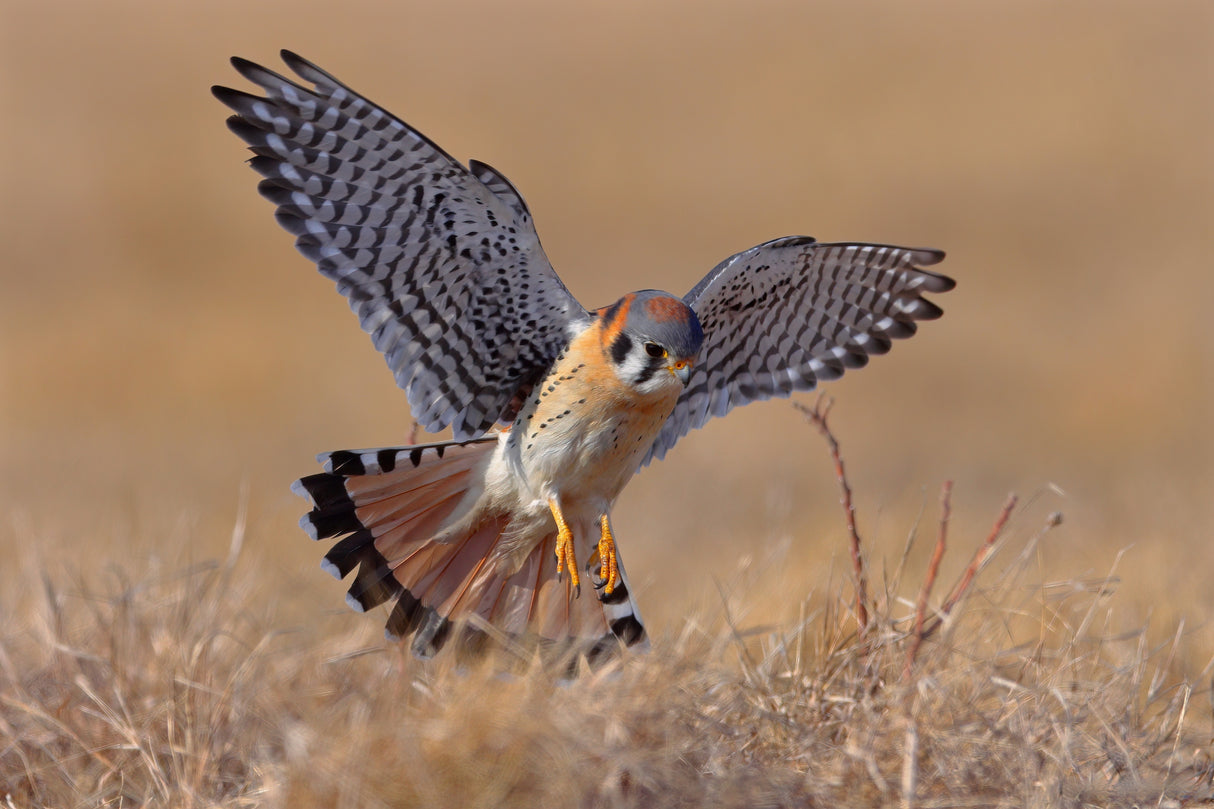 American Kestrel Poster och Canvastavla