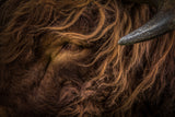 redhead Poster och Canvastavla