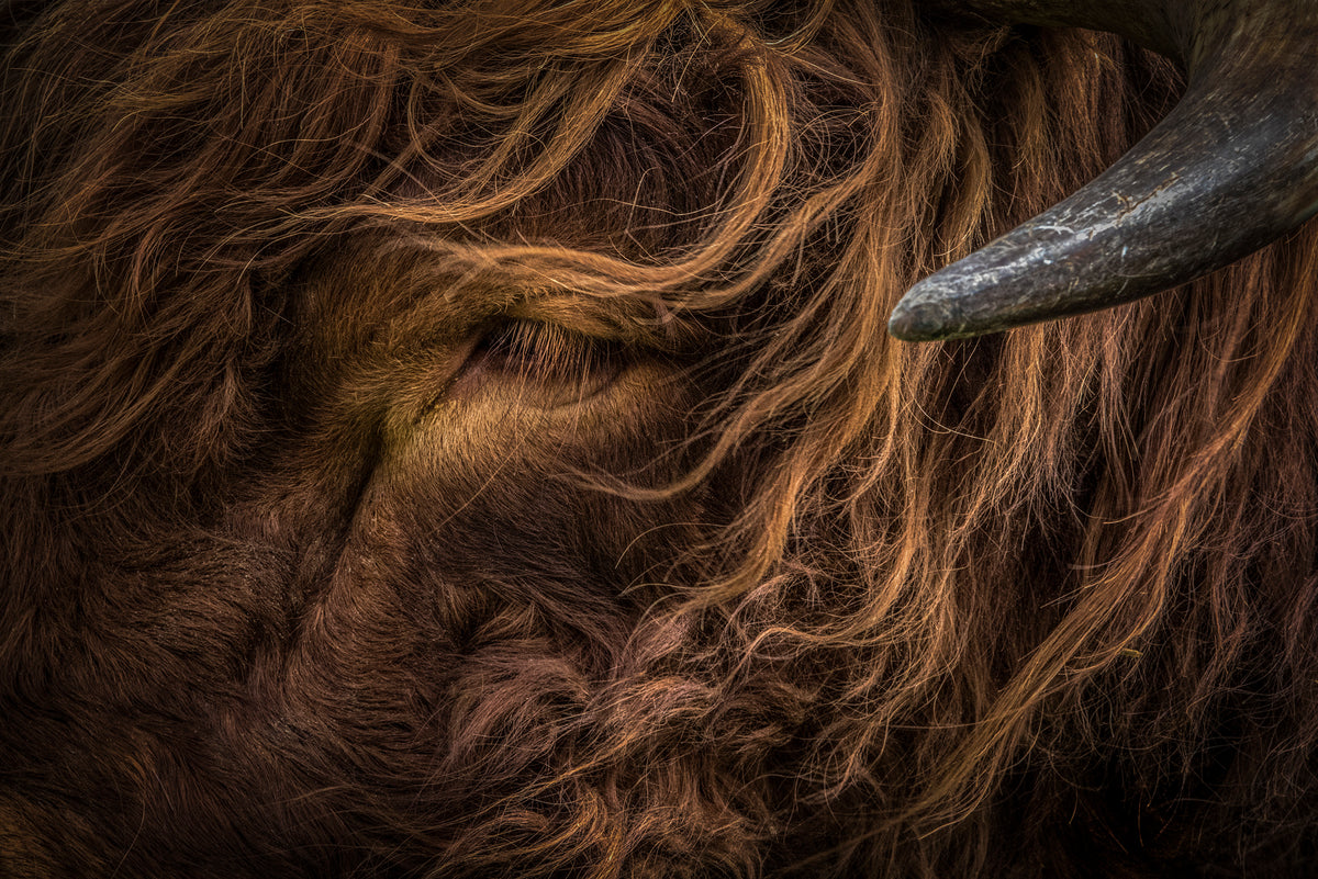 redhead Poster och Canvastavla