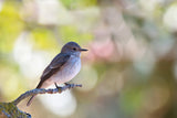 Spotted Flycatcher Poster och Canvastavla