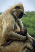 Mother and Son Poster och Canvastavla