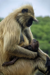 Mother and Son Poster och Canvastavla