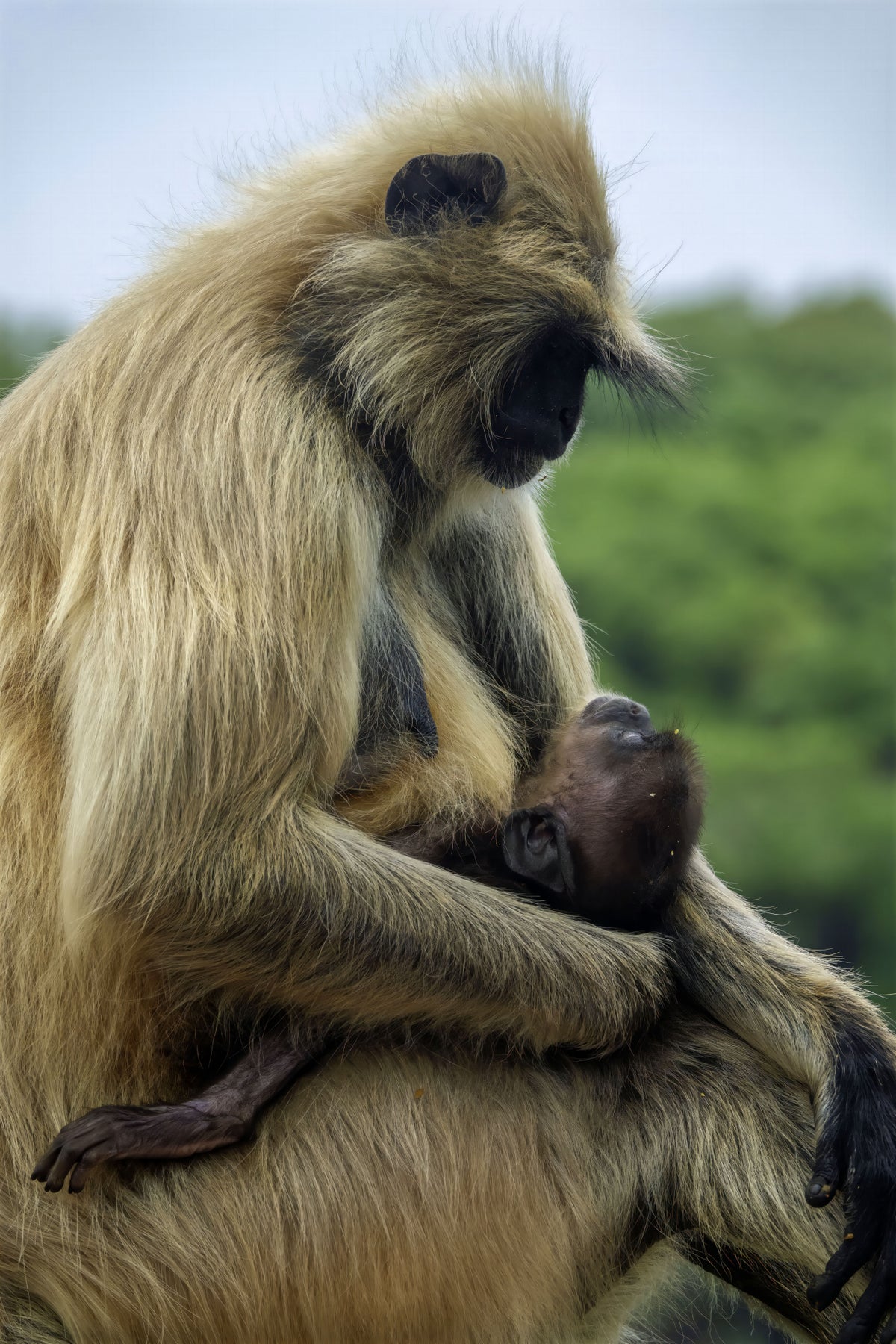 Mother and Son Poster och Canvastavla