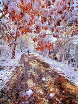 The turn of autumn and winter Poster och Canvastavla