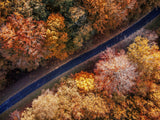 My automne 2 Poster och Canvastavla