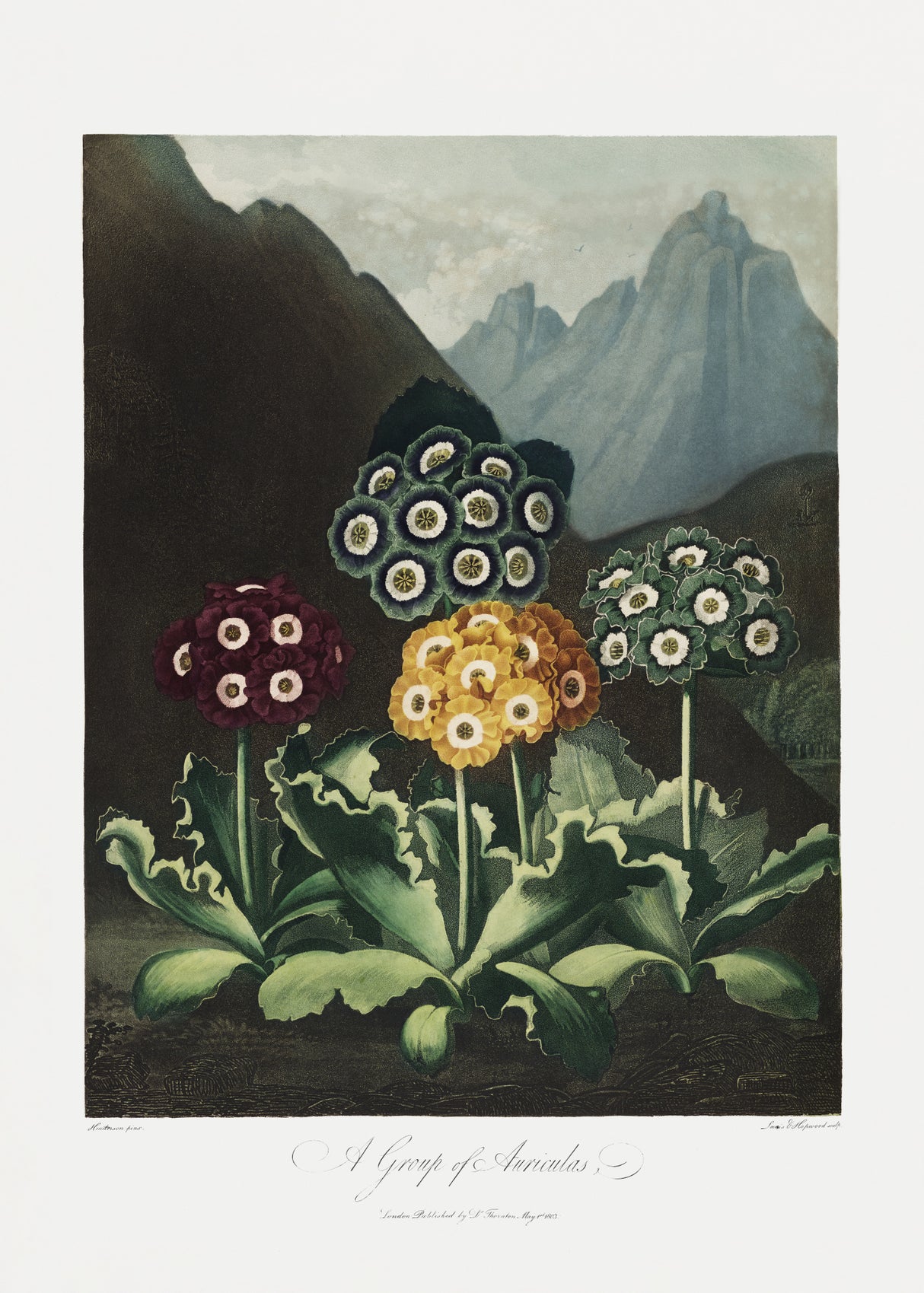 A Group of Auriculas from The Temple of Flora (1807) Poster och Canvastavla