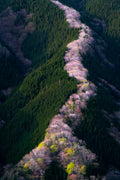 Passage of Spring Poster och Canvastavla