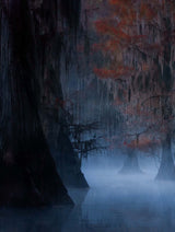 Mysterious Cypress Poster och Canvastavla
