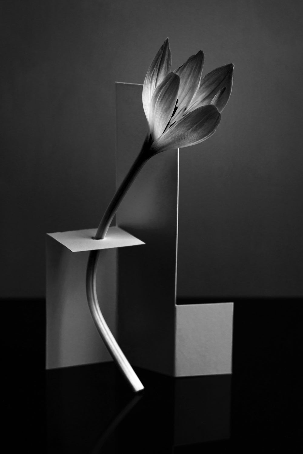 Flower in a modern setting Poster och Canvastavla