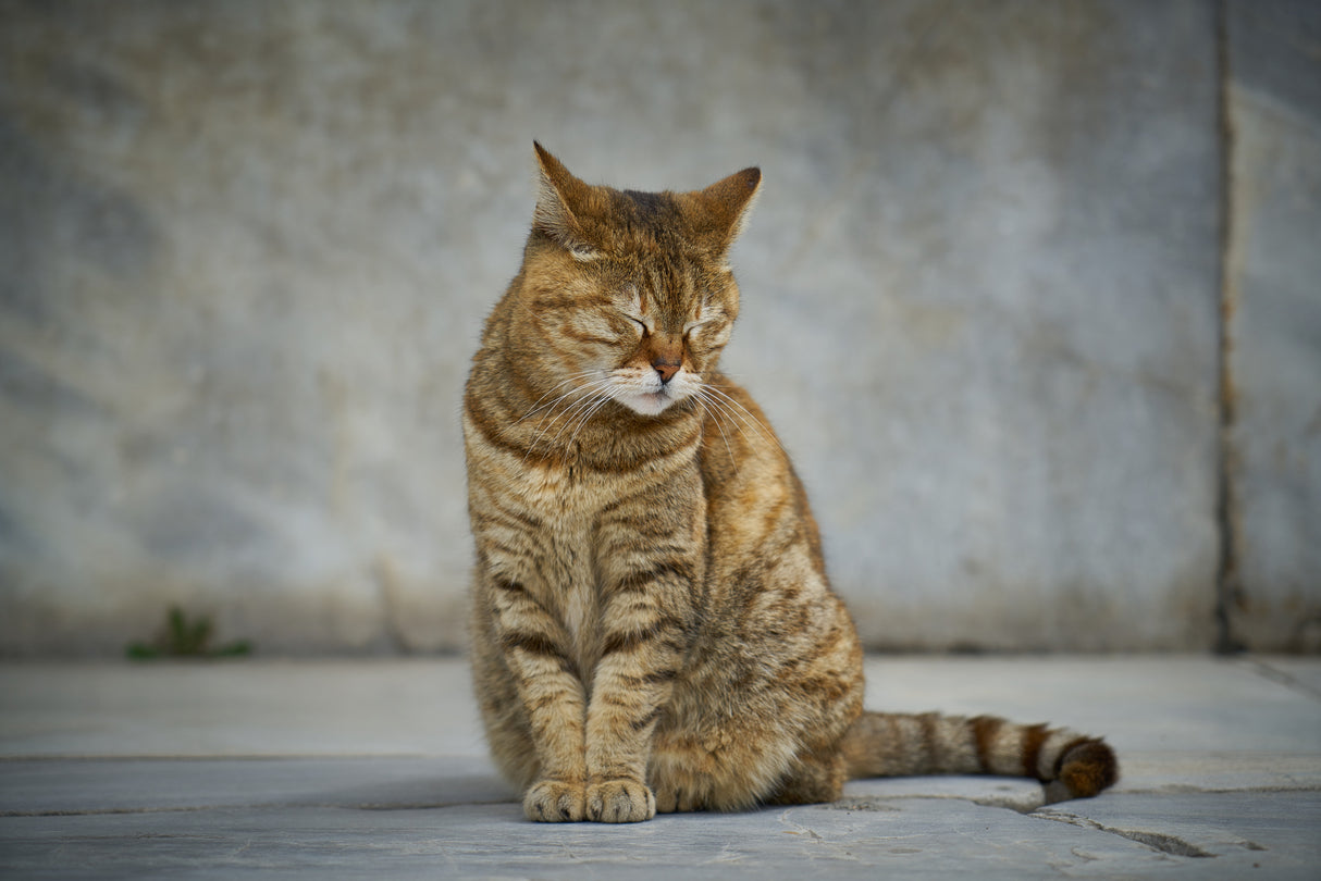 tabby cat Poster och Canvastavla