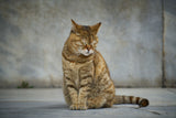 tabby cat Poster och Canvastavla