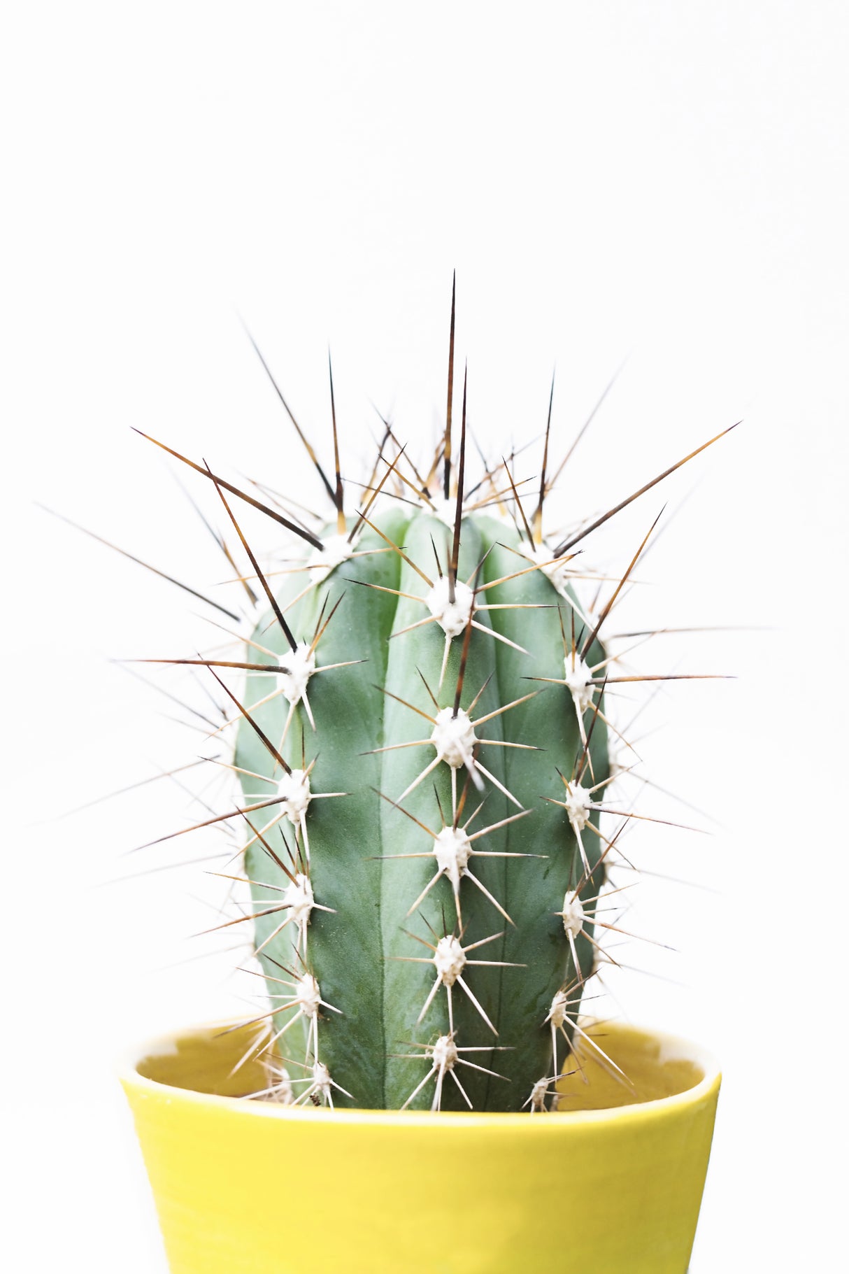 Spikey Cactus Poster och Canvastavla